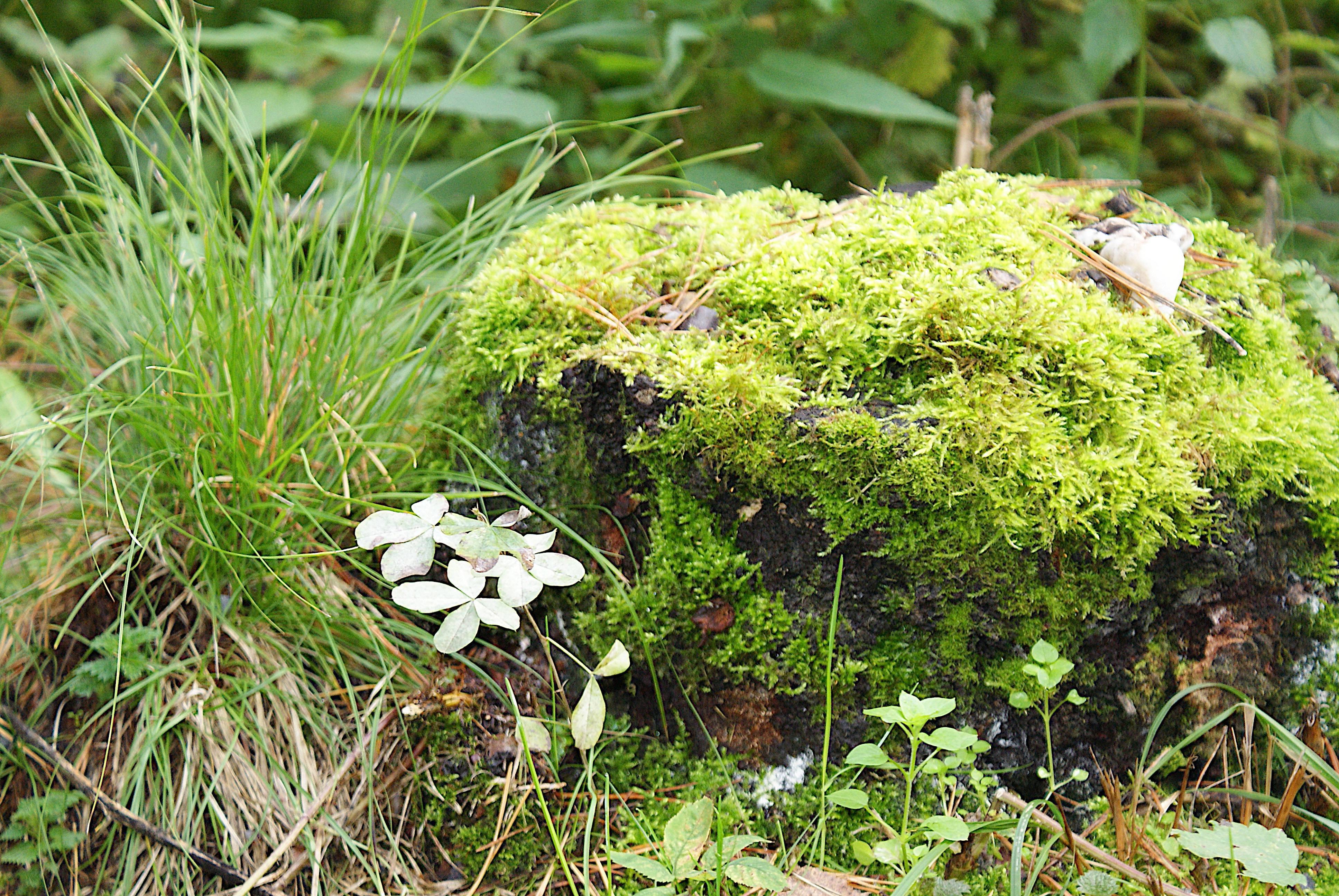 Лики Сибири: конкурс фотографий "Красота родного края"