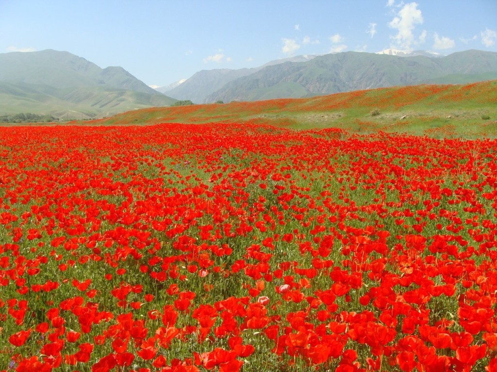 "Сердце, оставленное в степи": Александр Леонидович Финовский  - участник фотоконкурса "Красота родного края"