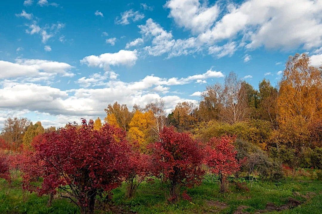 Волшебная палитра родного края  в объективе Плютиной Светланы: конкурс «Красота родного края»